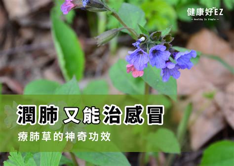 療肺草禁忌|探索療肺草的起源、作用和營養價值，以及相關注意事項和健康習。